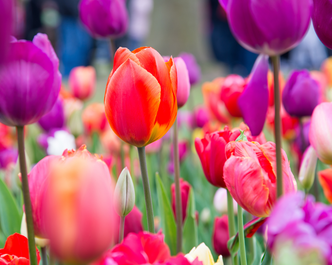 Unlock the Secrets to Thriving Tulips in Your Garden