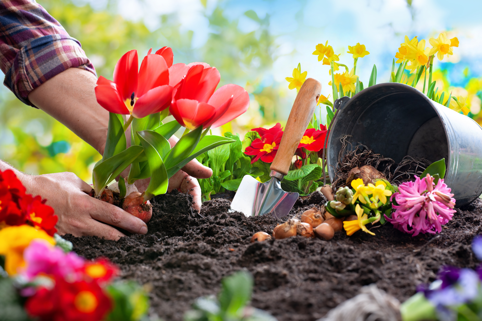 Beyond Beauty: The Environmental Benefits of Bulb Gardening