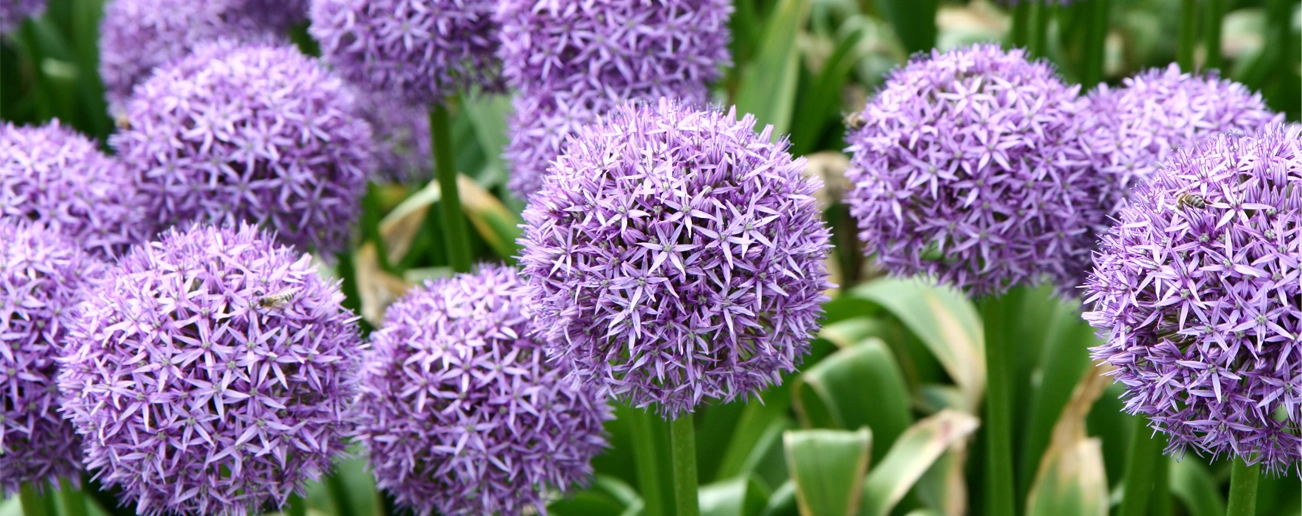 How to plant Allium