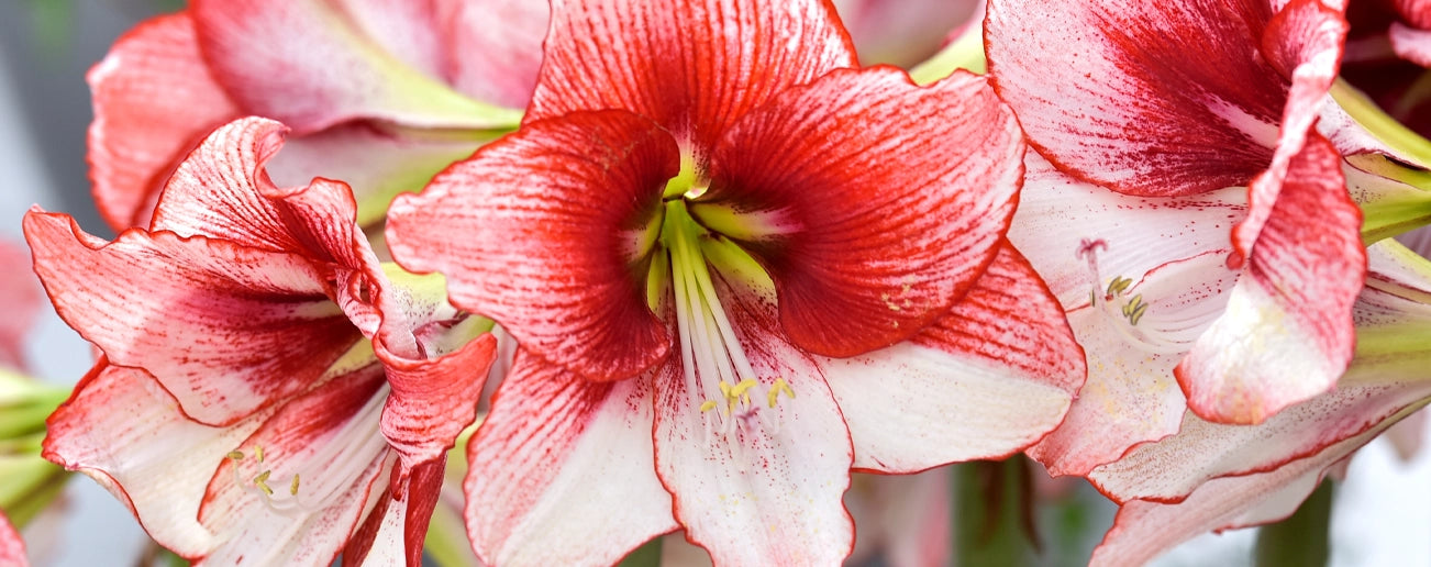 How to plant Amaryllis