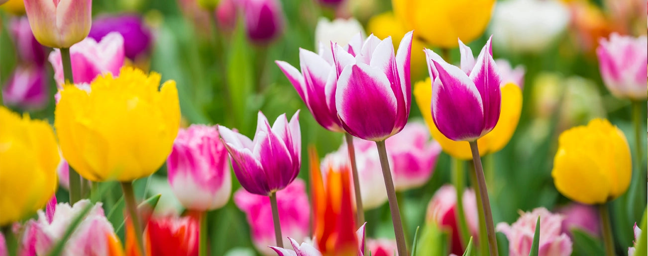 How to plant Tulips