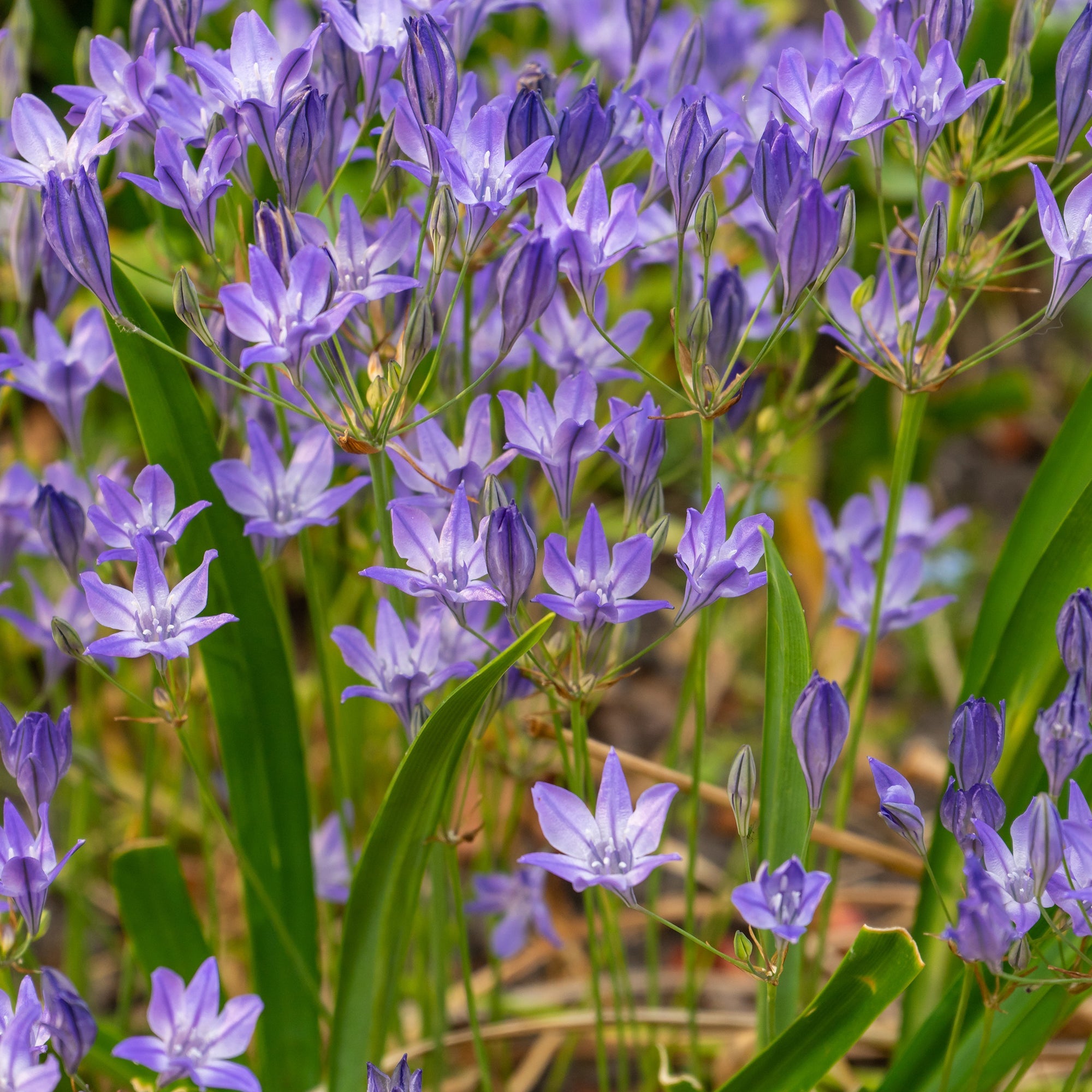 Brodiaea