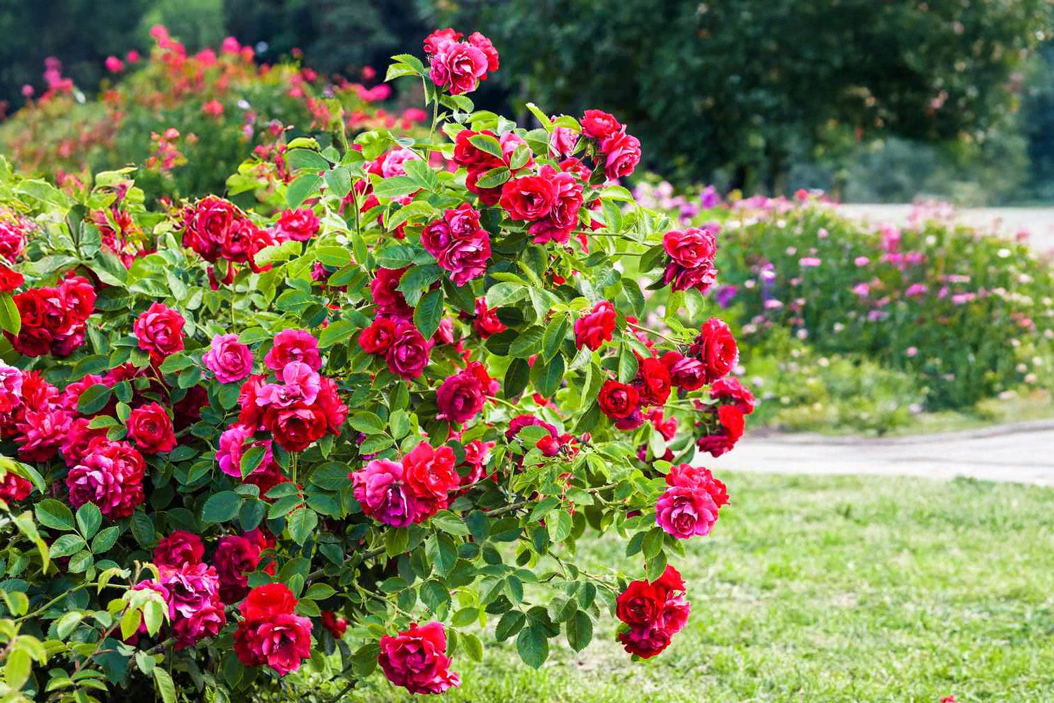 Bareroots, Shrubs & Trees