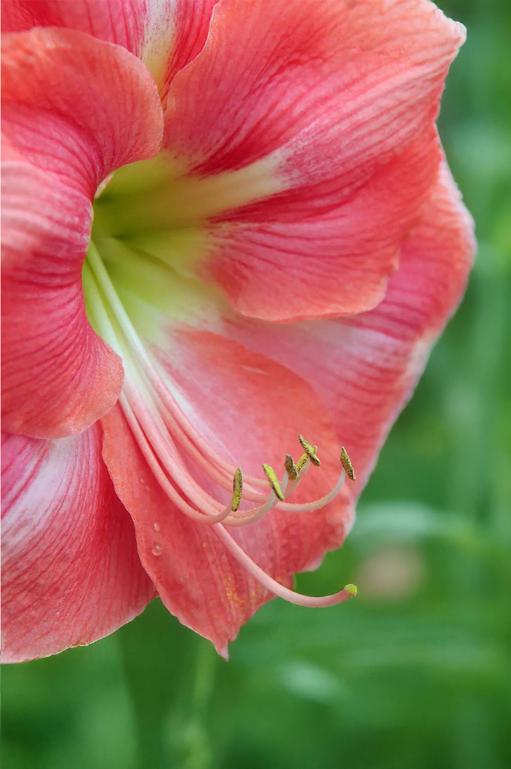 Hippeastrum/Amaryllis Vera Gift Box