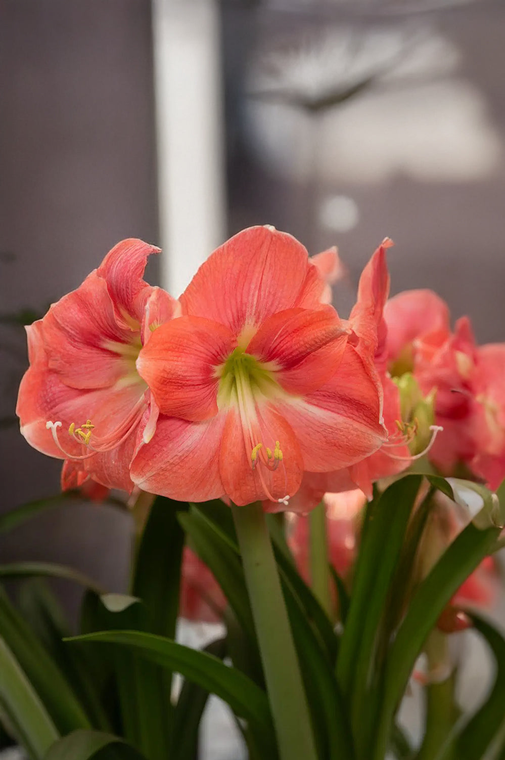 Hippeastrum/Amaryllis Vera Gift Box
