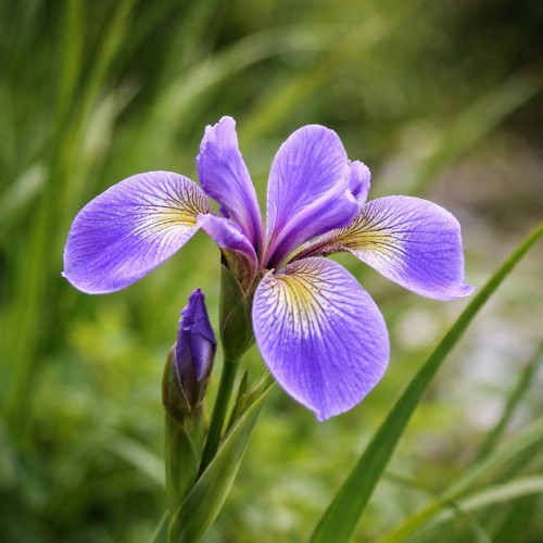 Iris Versicolor (1 Bulb)