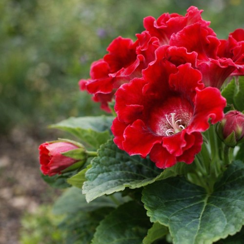 Gloxinia Roi de Rouge (2 Bulbs)