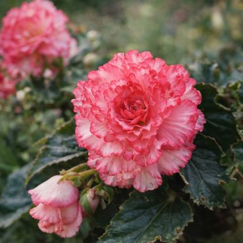 Begonia Dinnerplate Ruffled White-Pink