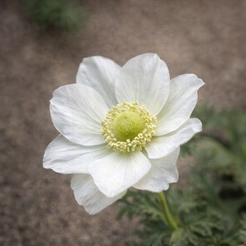 Anemone The Bride (15 Bulbs)
