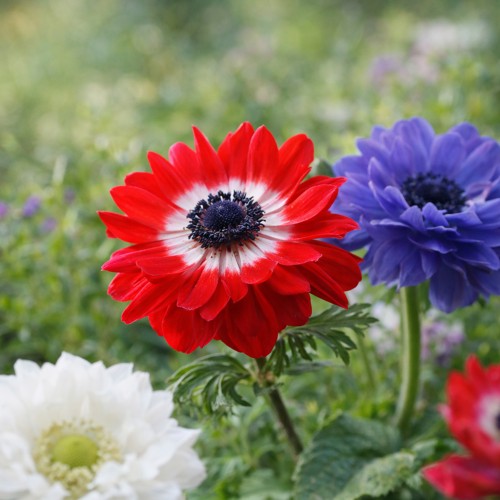 Anemone St. Brigid (10 Bulbs)