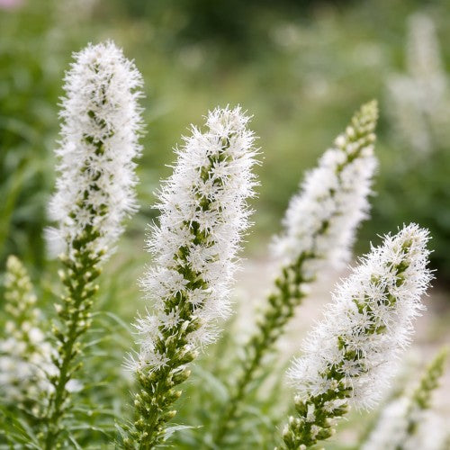 Liatris Spicata White (6 Bulbs)