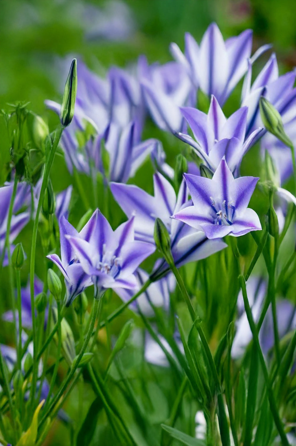 Little Treasures Triteleia Laxa Rudy