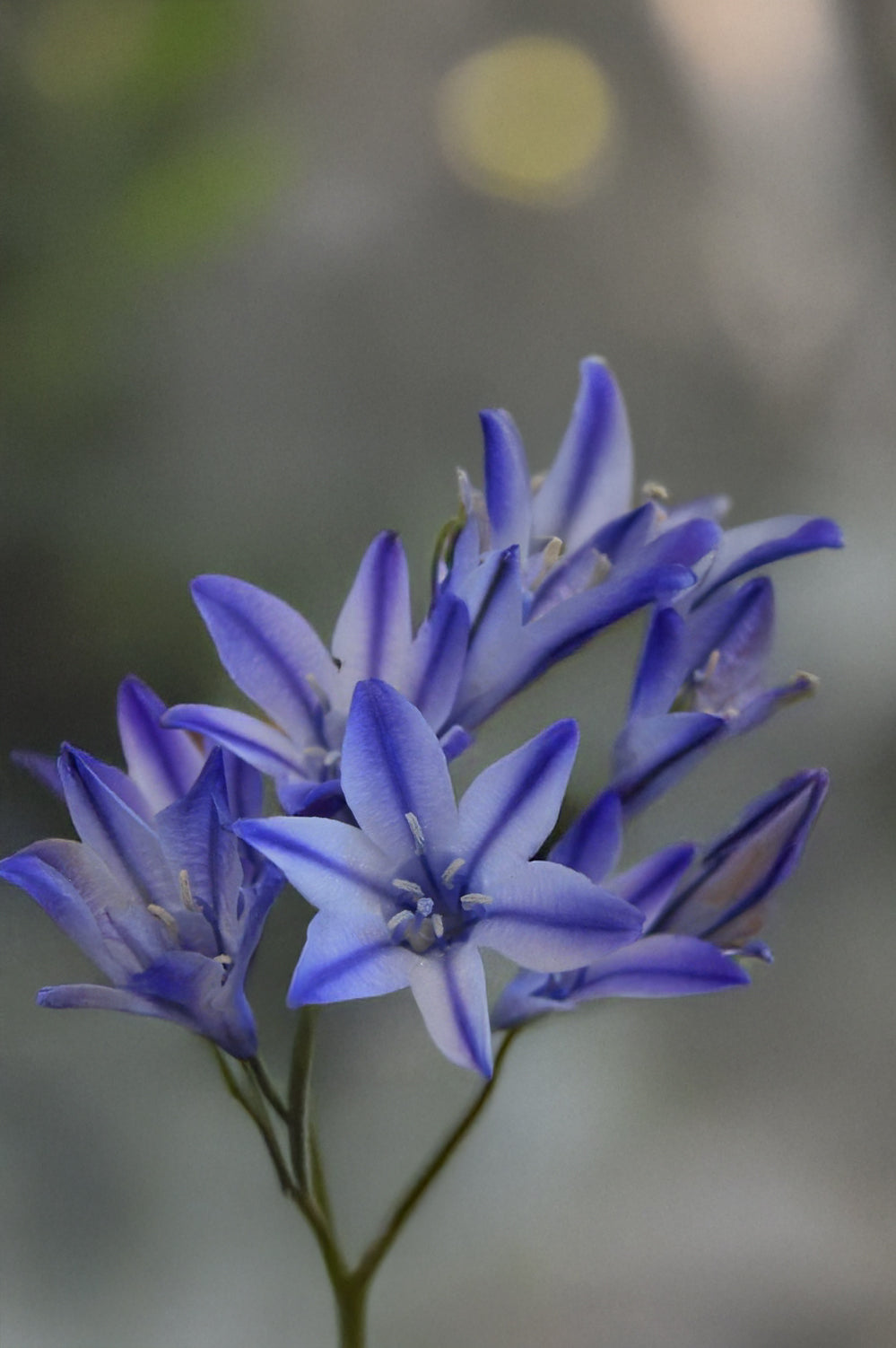Little Treasures Triteleia Laxa Rudy