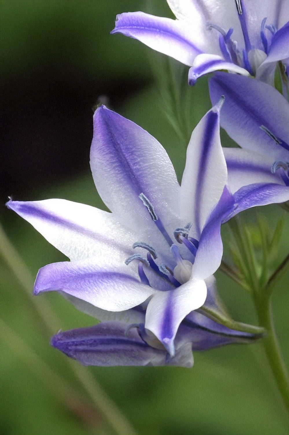 Little Treasures Triteleia Laxa Rudy