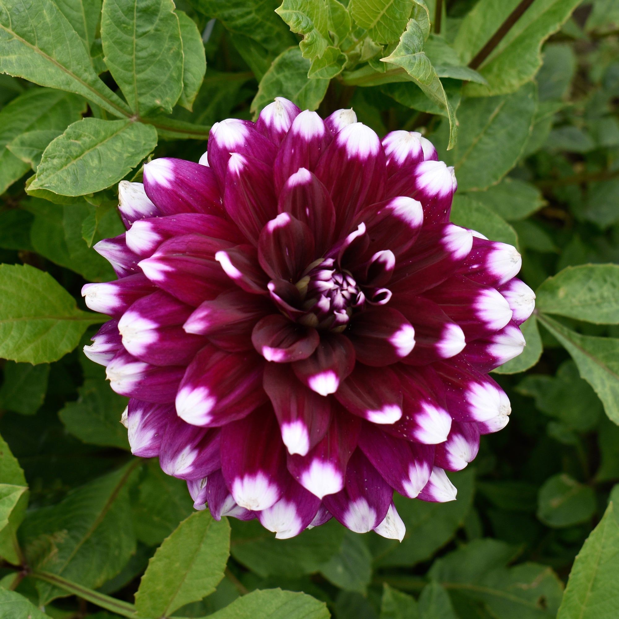 Dahlia Decorative Mystery Day (1 Bulb)