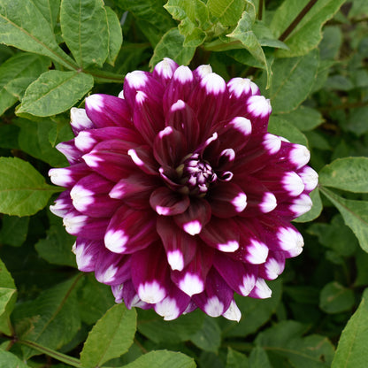 Dahlia Decorative Mystery Day (1 Bulb)
