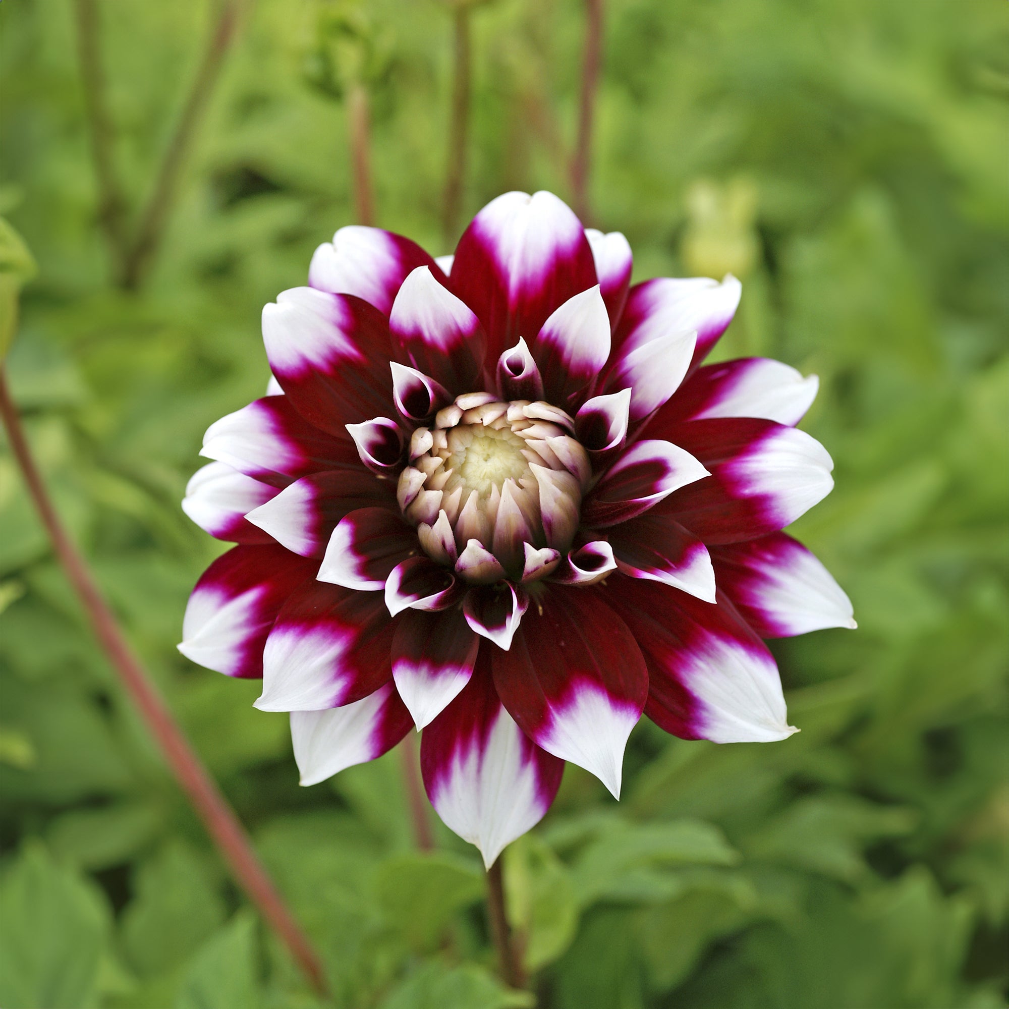 Dahlia Decorative Mystery Day (1 Bulb)