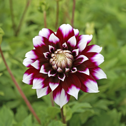 Dahlia Decorative Mystery Day (1 Bulb)