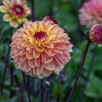 Dahlia Decorative Gelia (1 Bulb)