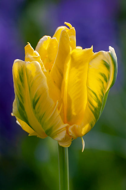 Tulip Parrot Eagle Wings
