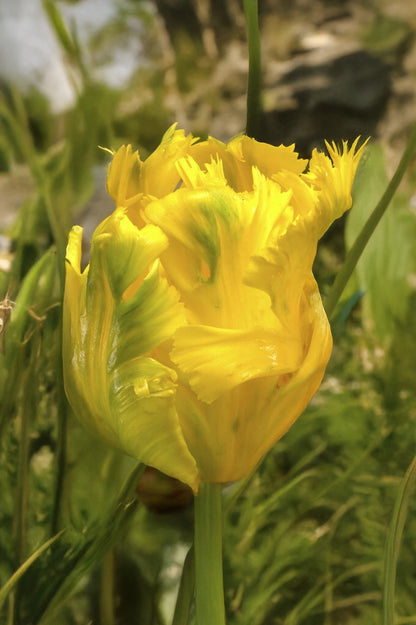 Tulip Parrot Eagle Wings