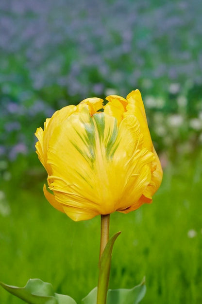 Tulip Parrot Eagle Wings