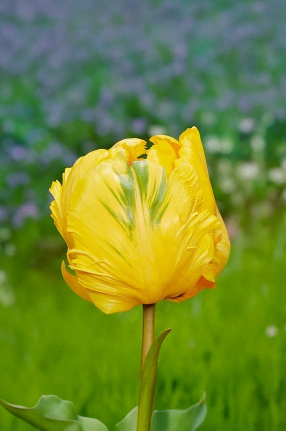 Tulip Parrot Eagle Wings