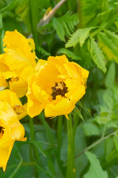 Tulip Parrot Eagle Wings
