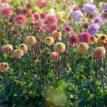 Dahlia Decorative Gelia (1 Bulb)