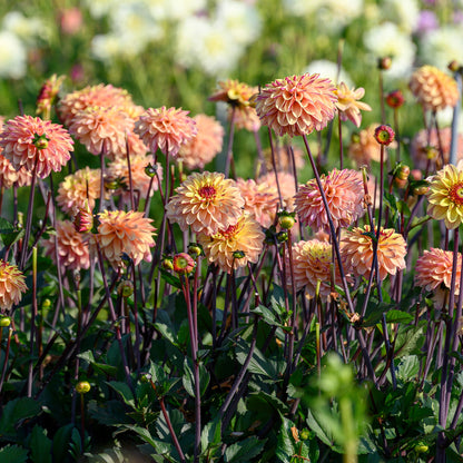 Dahlia Decorative Gelia (1 Bulb)