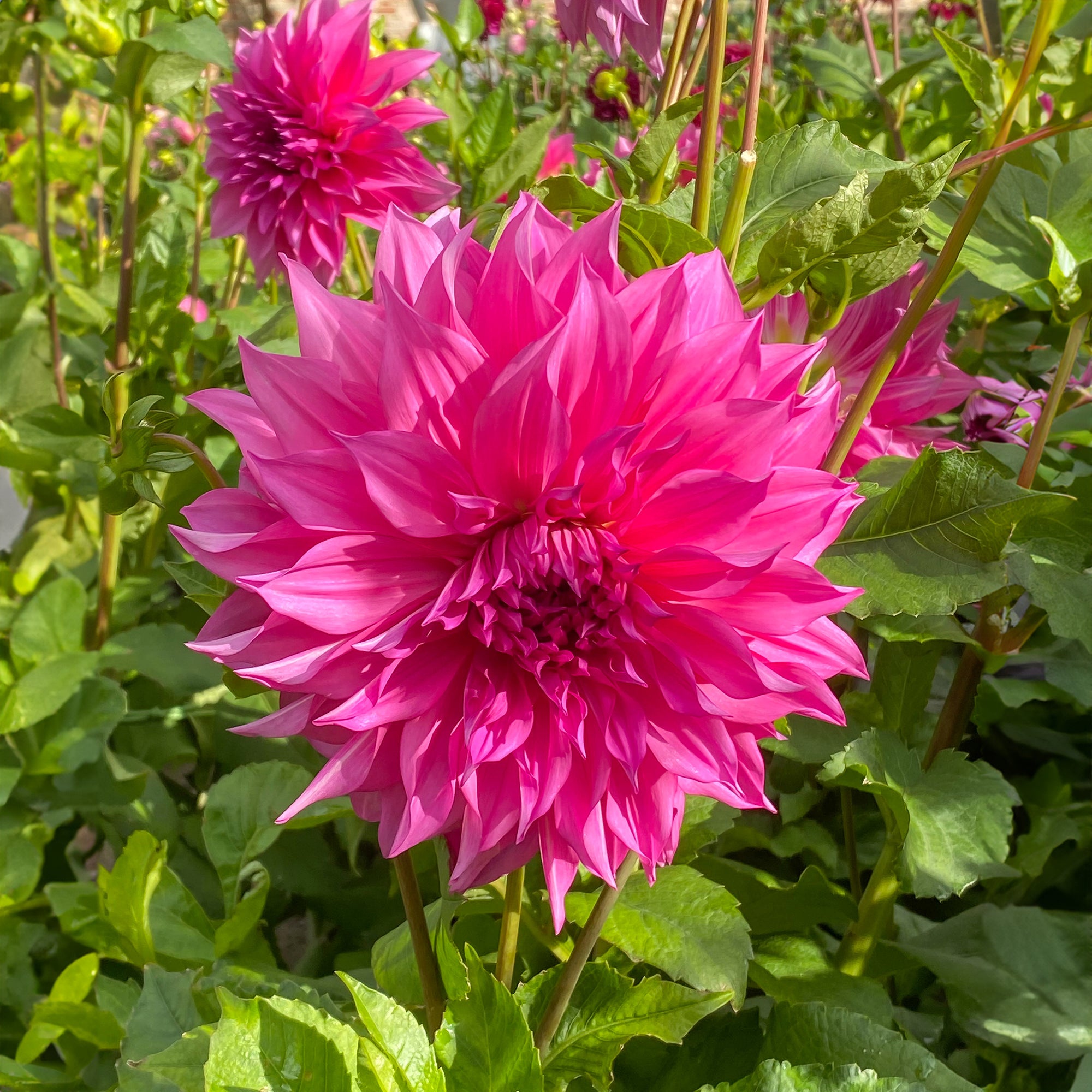 Dahlia Café au Lait Rosé (1 Bulb)