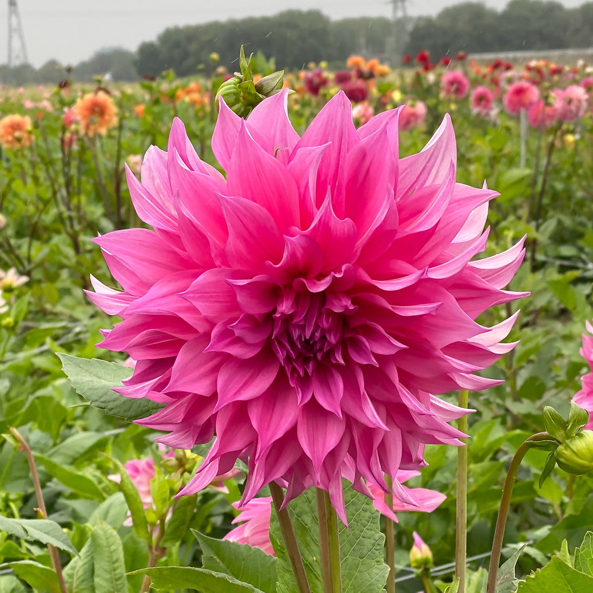 Dahlia Café au Lait Rosé (1 Bulb)