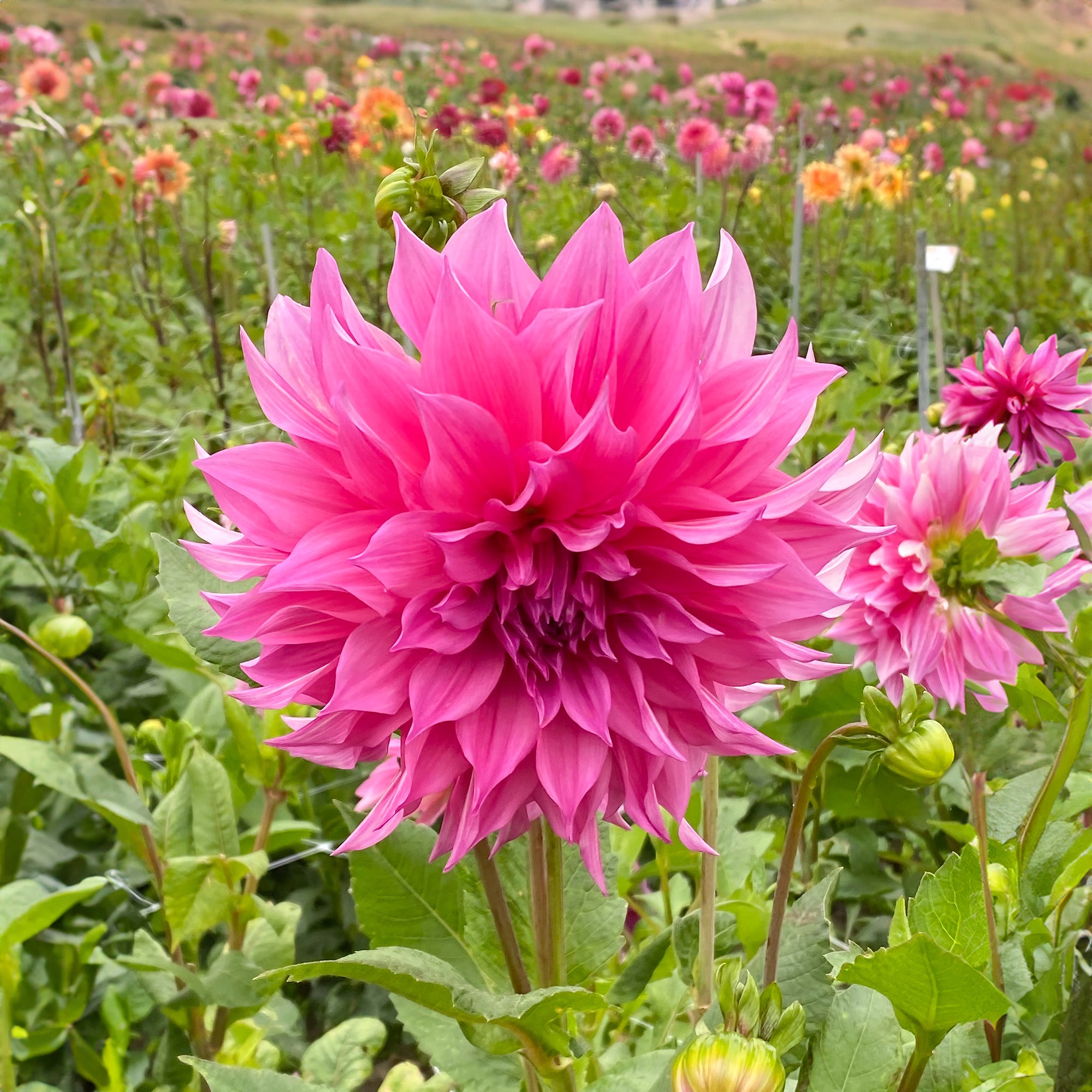 Dahlia Café au Lait Rosé (1 Bulb)
