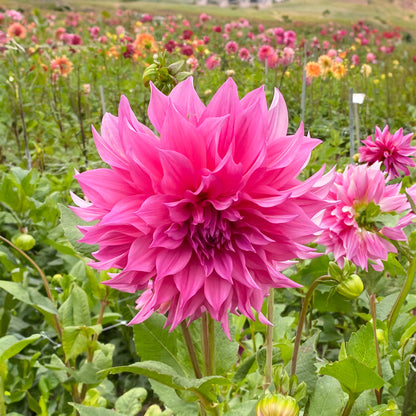 Dahlia Café au Lait Rosé (1 Bulb)