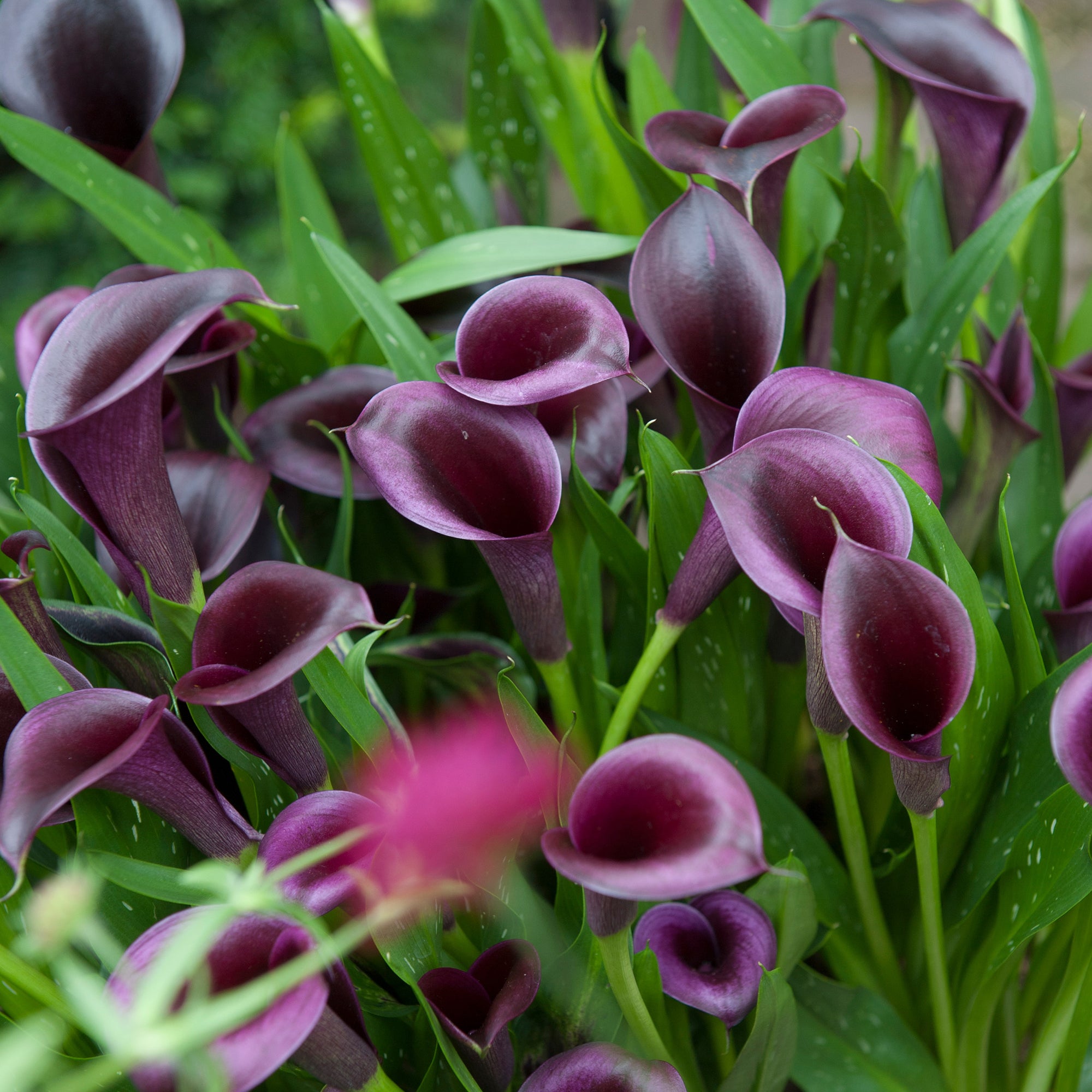 Calla/Zantedeschia Black Beauty (2 Bulbs)