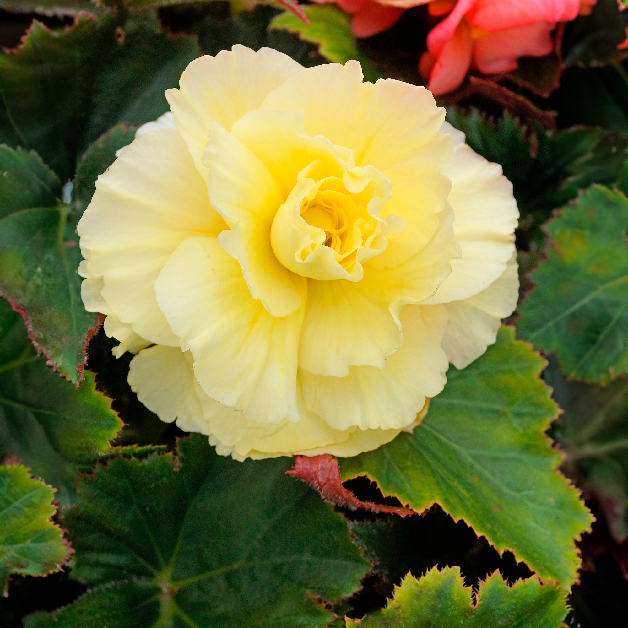Begonia odorosa yellow