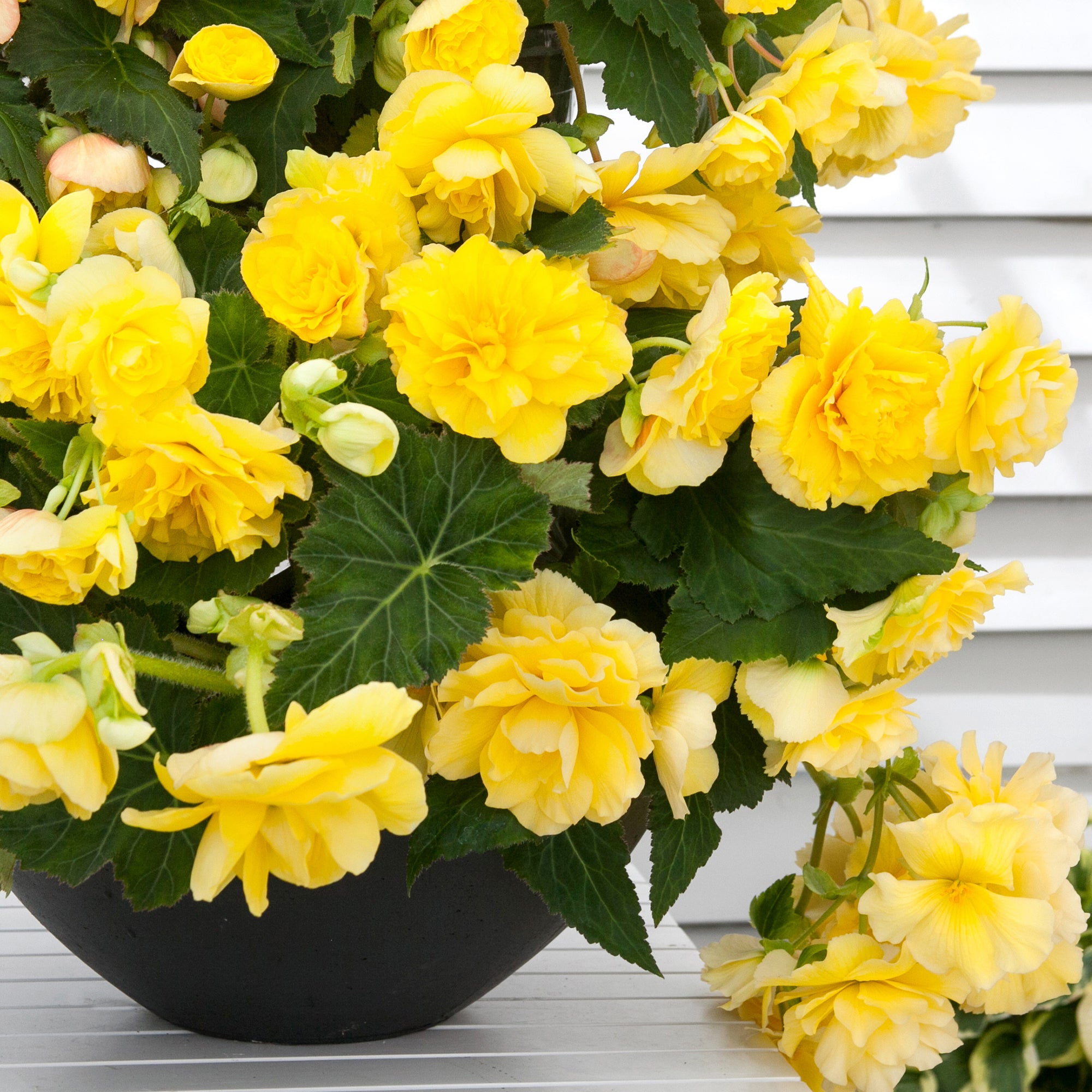 Begonia odorosa yellow