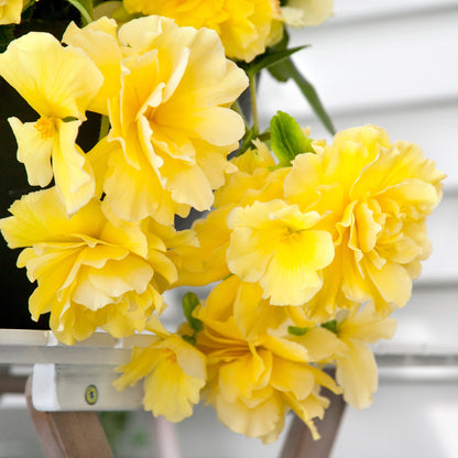 Begonia odorosa yellow