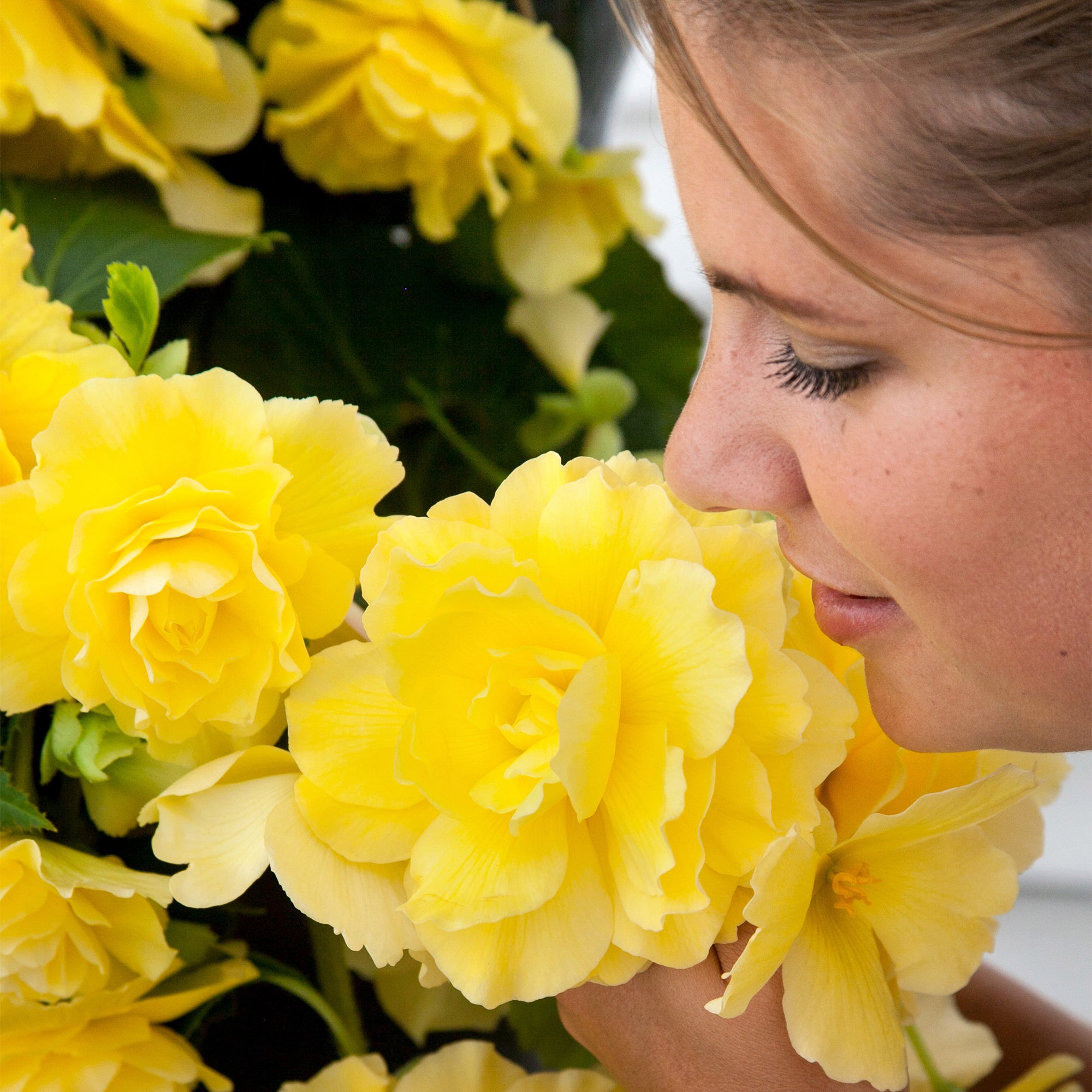 Begonia odorosa yellow