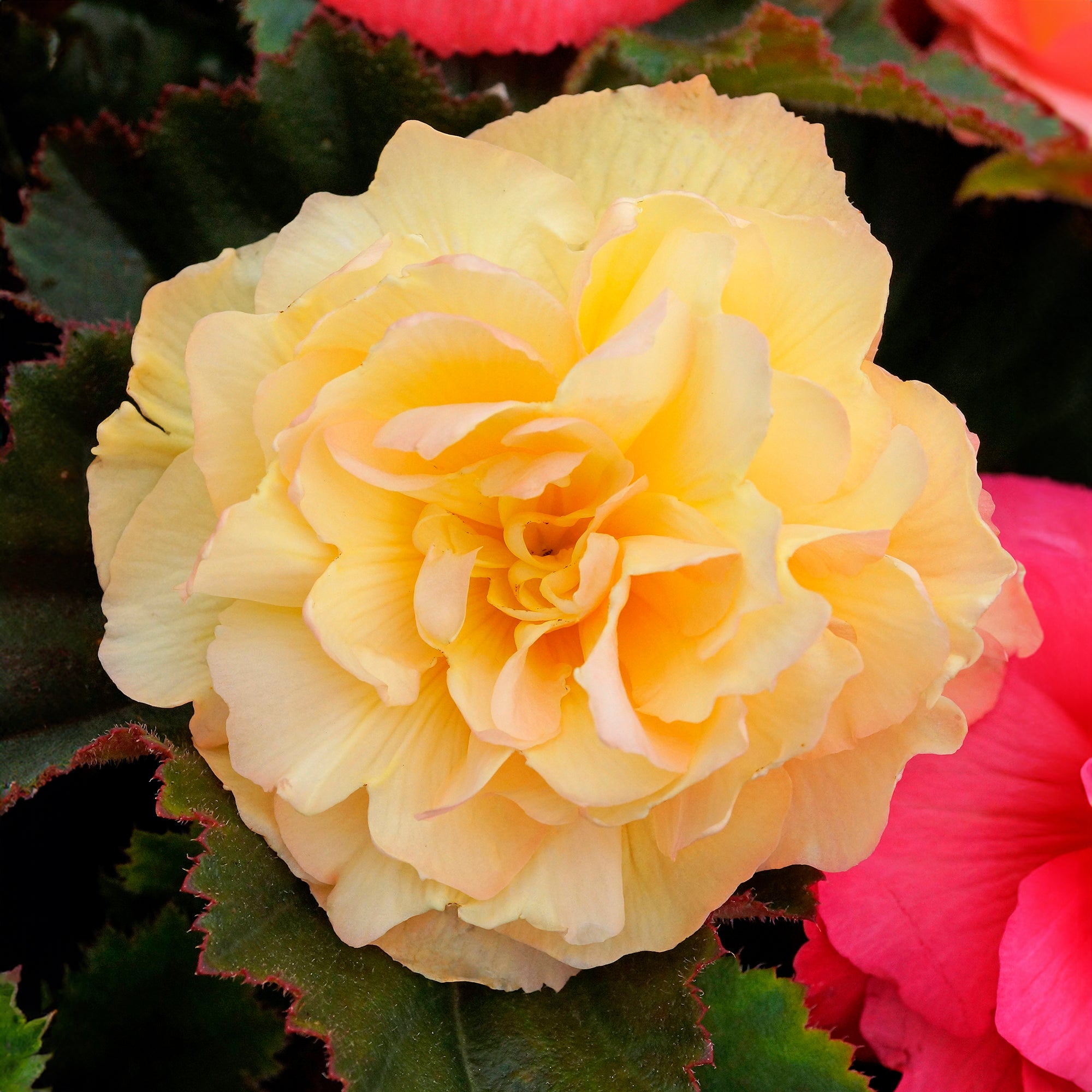 Begonia odorosa yellow