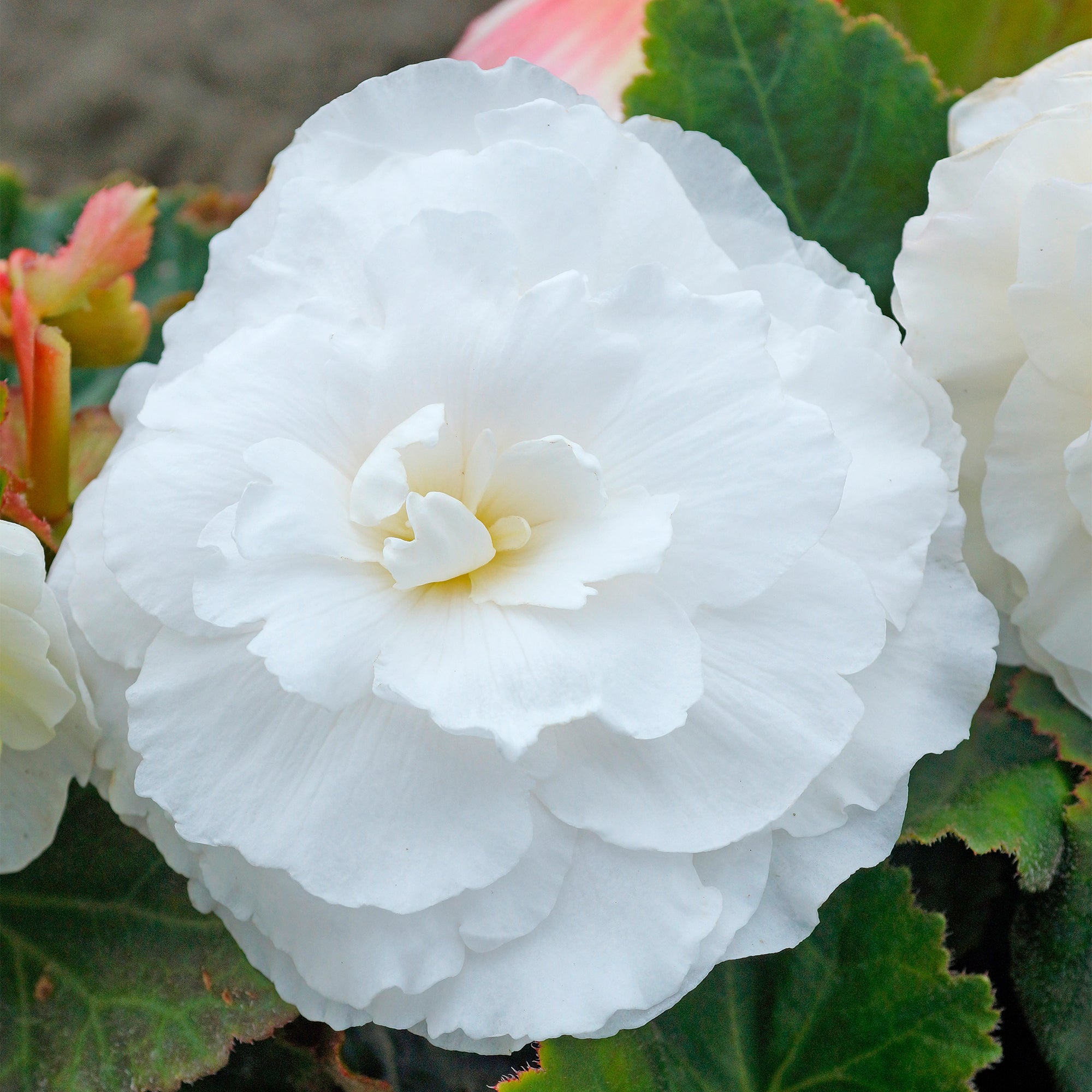 Begonia odorosa white