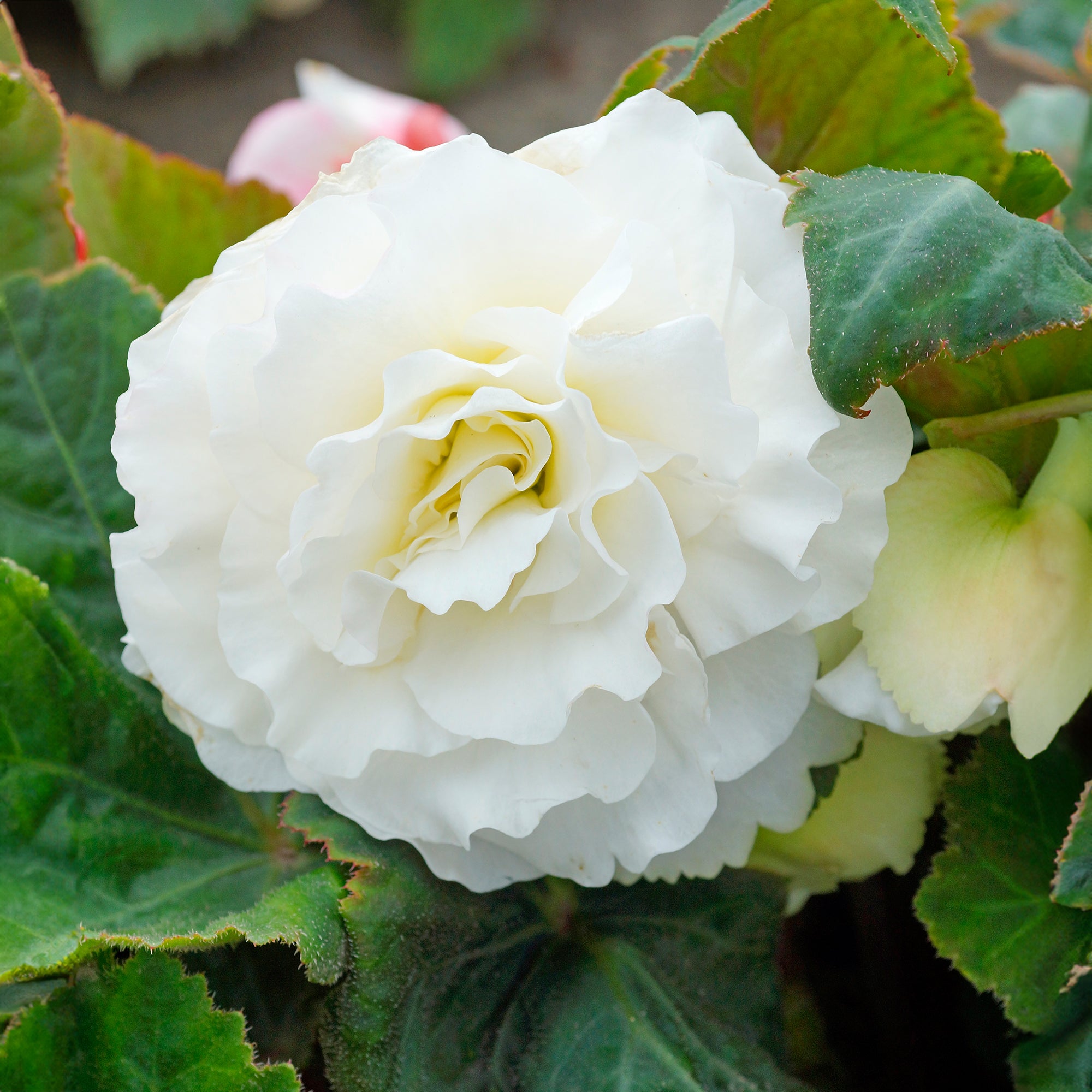 Begonia odorosa white