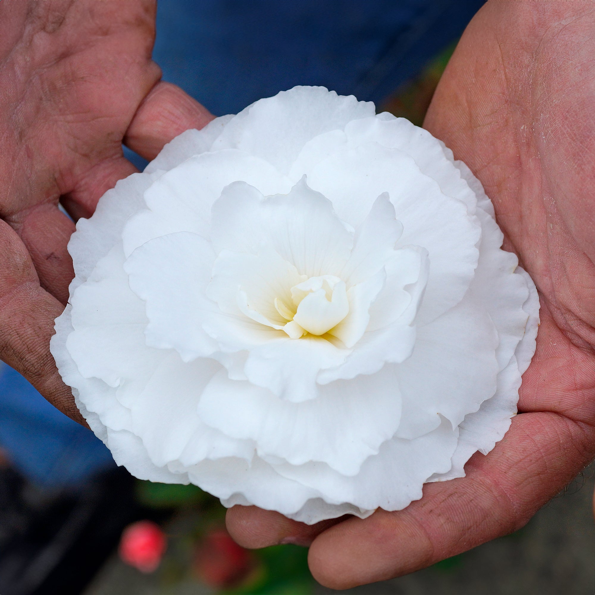 Begonia odorosa white