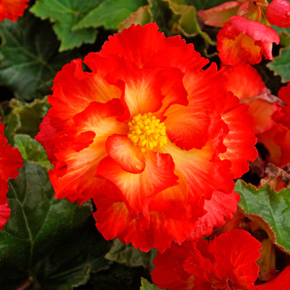 Begonia crispa marginata yellow-red