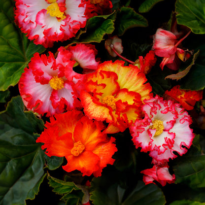 Begonia crispa marginata yellow-red