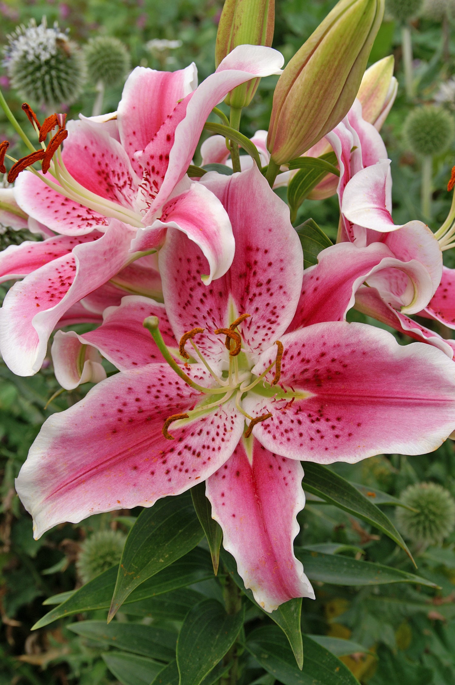 Lilium Oriental Stargazer