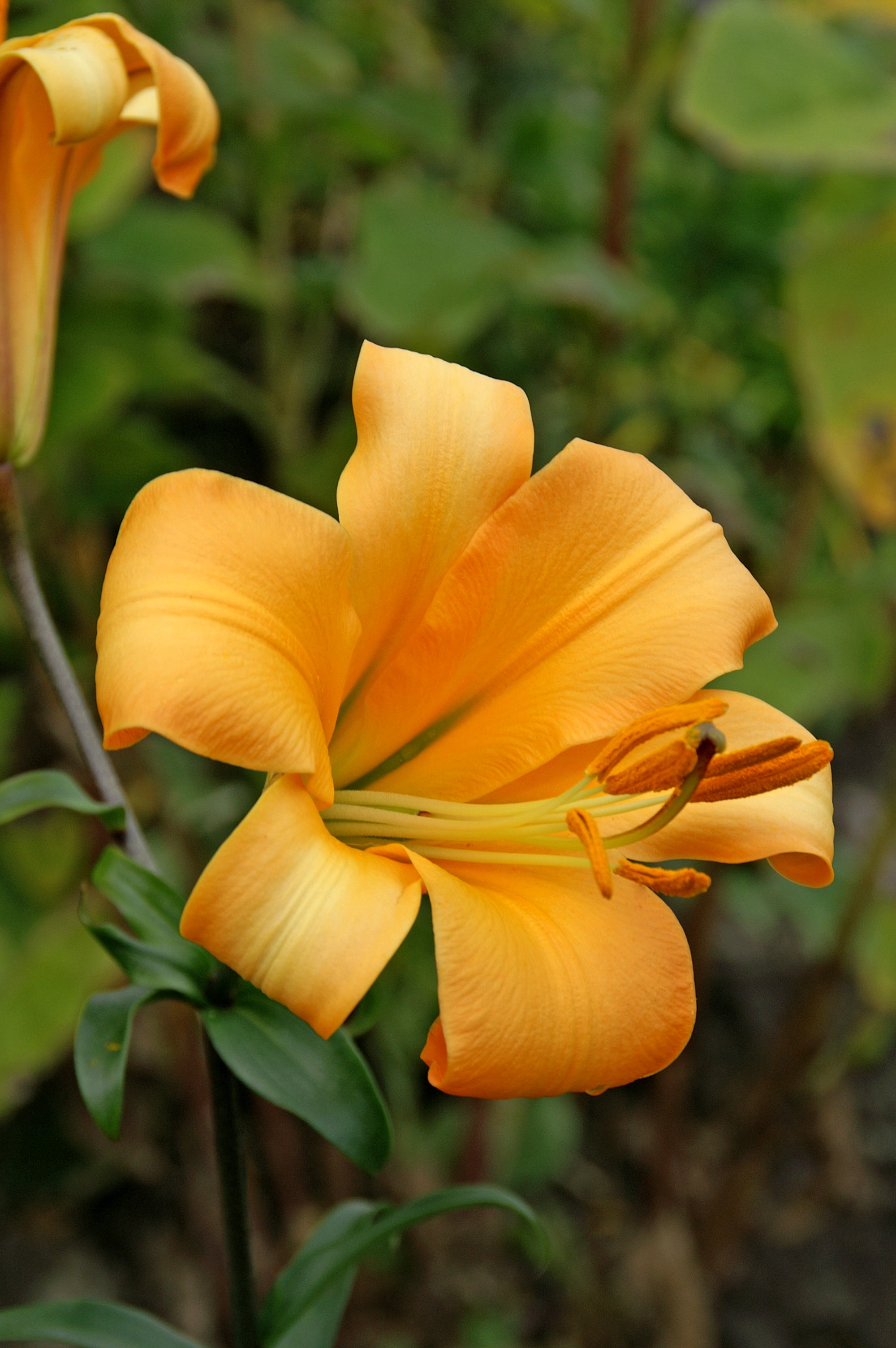 Lilium Trumpet African Queen