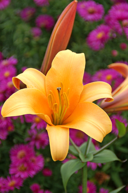 Lilium Trumpet African Queen