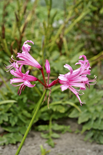 Nerine Bowdenii
