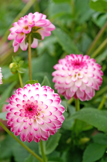 Dahlia Pink Isa
